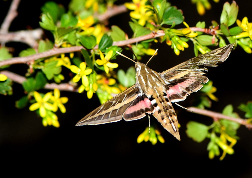 Hummingbird moth or white lined sphinx moth (Hyles lineata) on Seedskadee National Wildlife Refuge