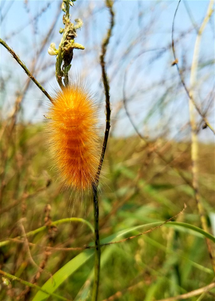 Virginia Tiger Moth Caterpillar Lake Andes Wetland Management District South Dakota