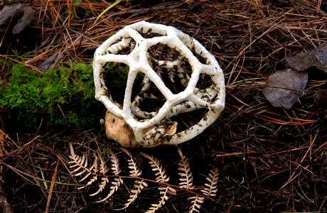 Basket Fungus. photo