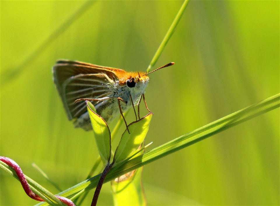 Poweshiek skipperling