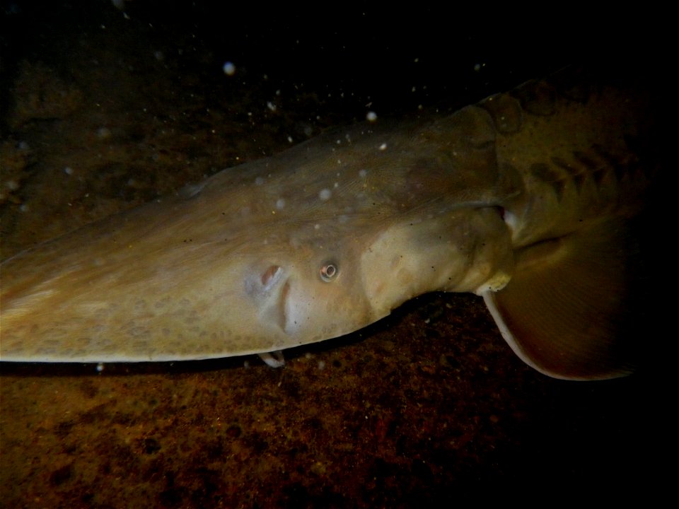 Pallid Sturgeon photo