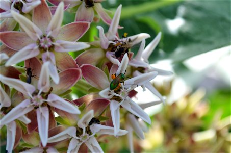 Showy milkweed pollinators photo