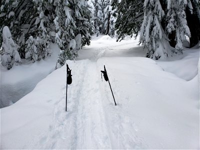 Mt. Hood National Forest winter trail photo