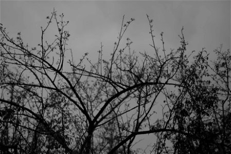 trees monochrome photo