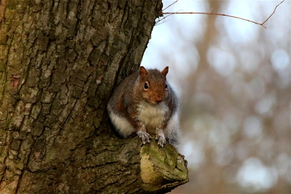 Squirrel at Dusk photo