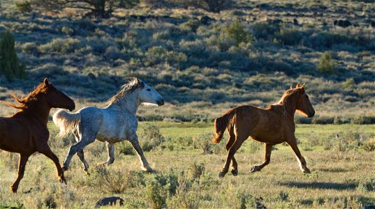 Wild Horses on the Buckhorn Byway photo