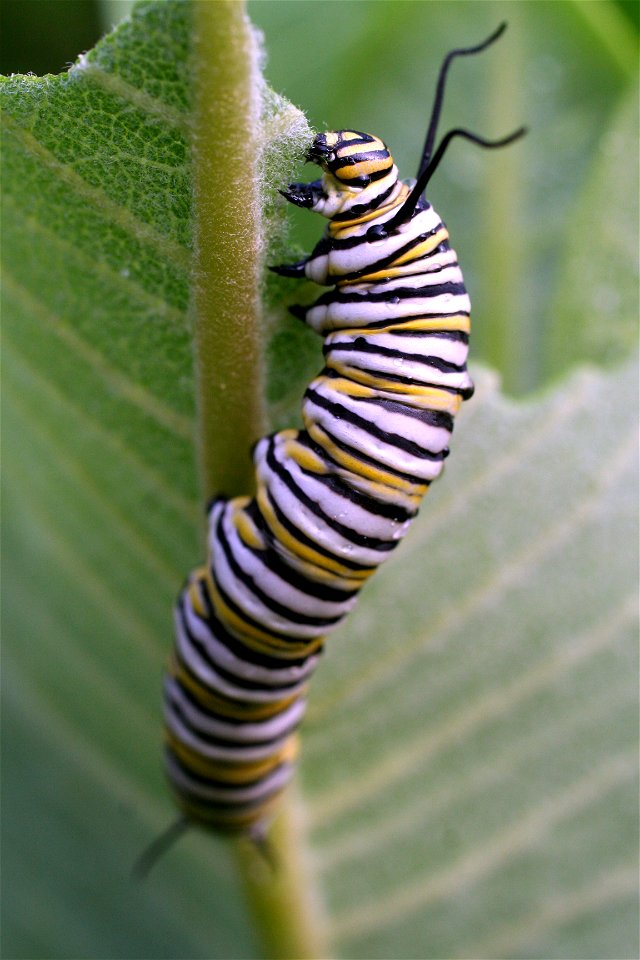Monarch larva