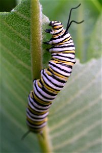 Monarch larva photo