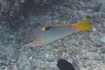 Halichoeres hortulanus 8