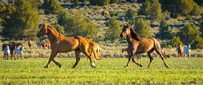 Wild Horses on the Buckhorn Byway