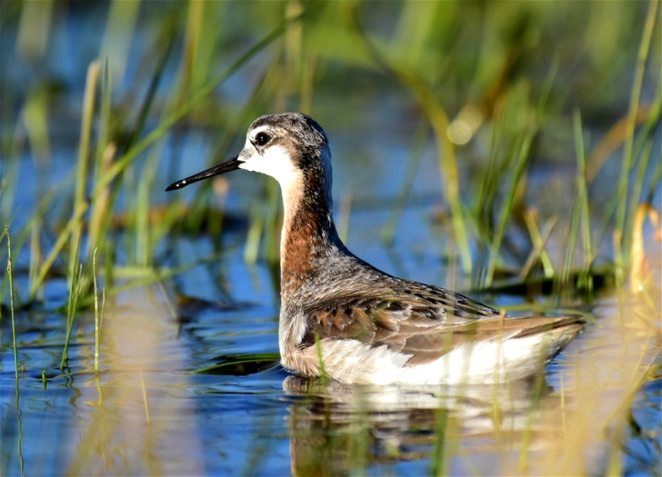 Wilson's phalarope at Seedskadee National Wildlife Refuge