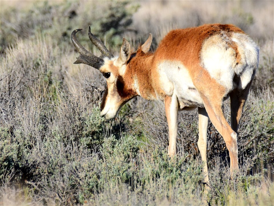 Pronghorn at Seedskadee National Wildlife Refuge