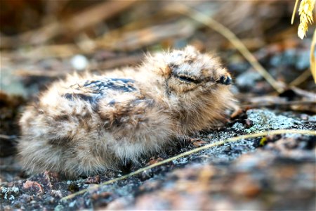 Common nighthawk chick photo