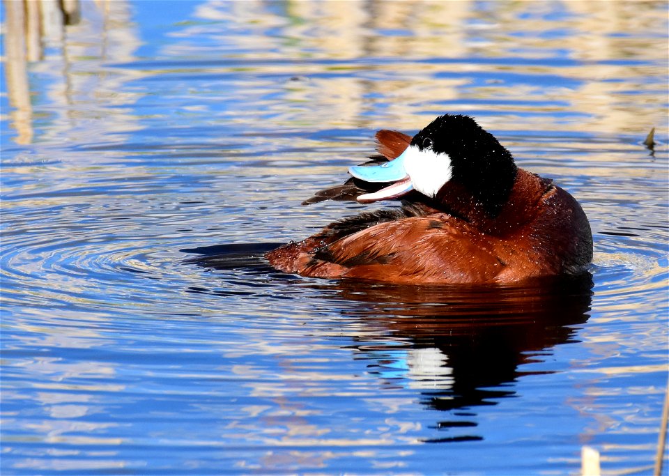 Ruddy duck at Seedskadee National Wildlife Refuge