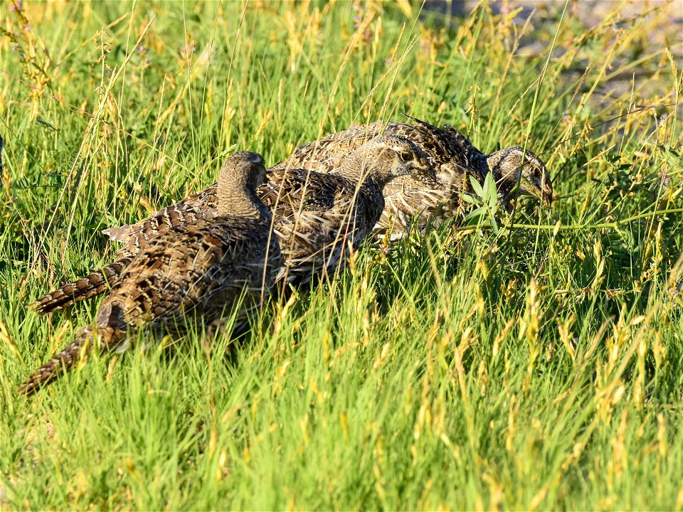 Greater sage-grouse at Seedskadee National Wildlife Refuge