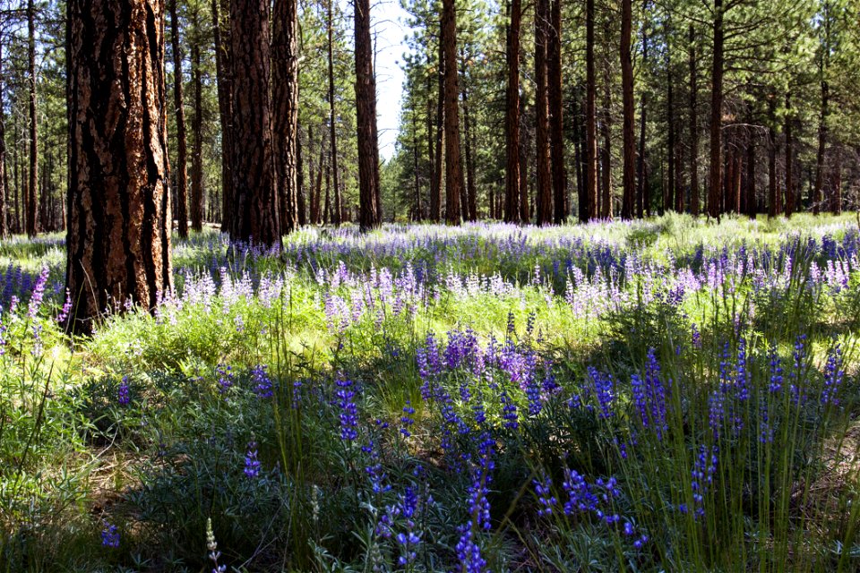 Metolius Preserve wildflowers, Oregon photo