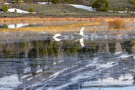Swans take flight from Swan Lake photo