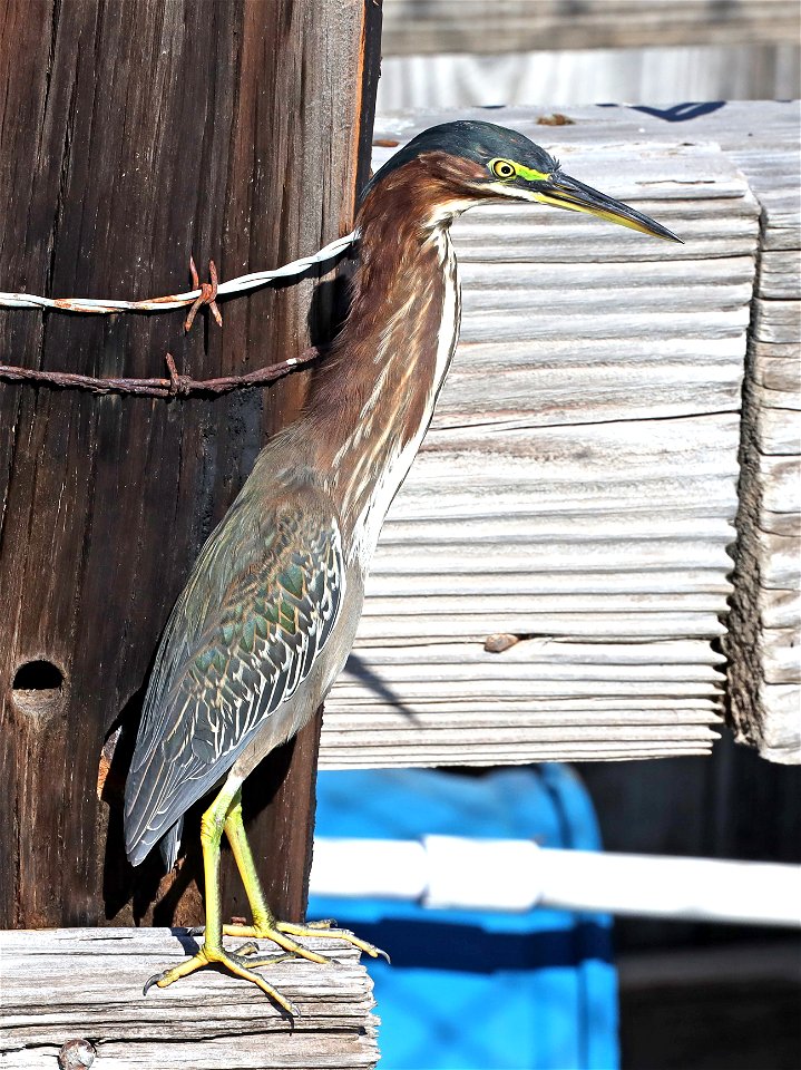 194 - GREEN HERON (12-01-2021) port isabel, cameron co, tx -04