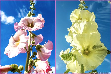 Hollyhocks