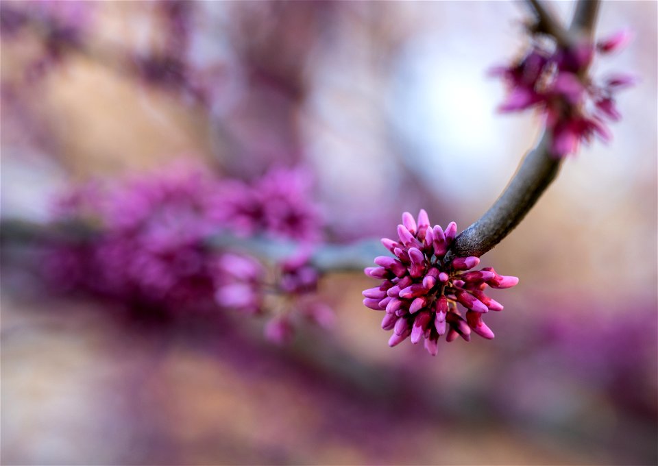 Redbud Blossoms on a Rainy Day