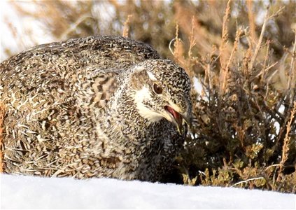 Greater sage-grouse on Seedskadee National Wildlife Refuge photo