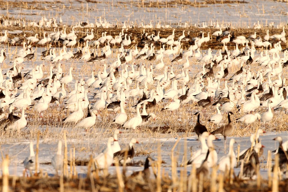 Spring Goose Migration Huron Wetland Management District South Dakota