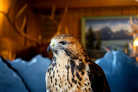 Juvenile Swainson's Hawk at Raptors on Refuges at the National Elk Refuge photo