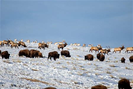 Bison, Elk, & Pronghorn on the National Elk Refuge