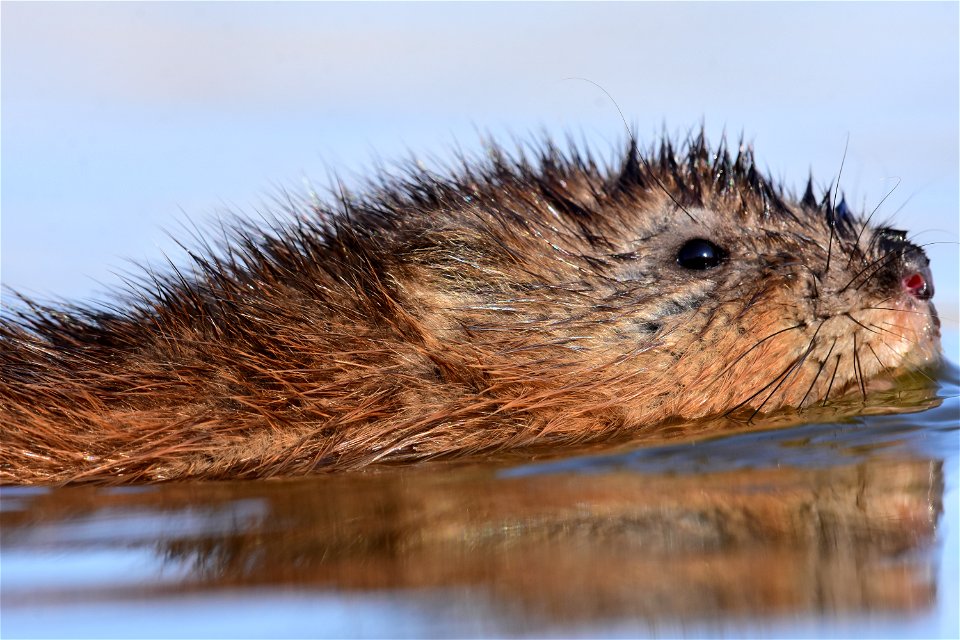 Muskrat at Seedskadee National Wildlife Refuge Wyoming