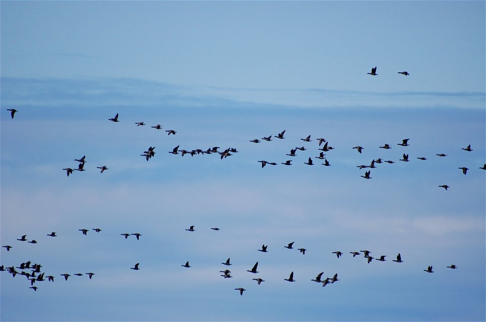 Brant at Izembek Lagoon
