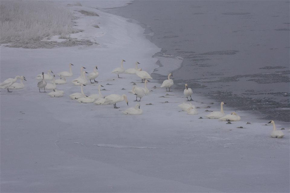 Trumpeter swan at Seedskadee National Wildlife Refuge