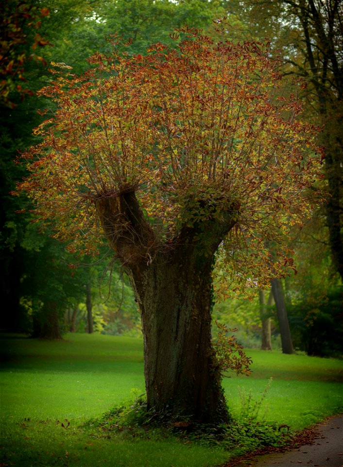 Der Sommer geht; der Herbst kommt photo