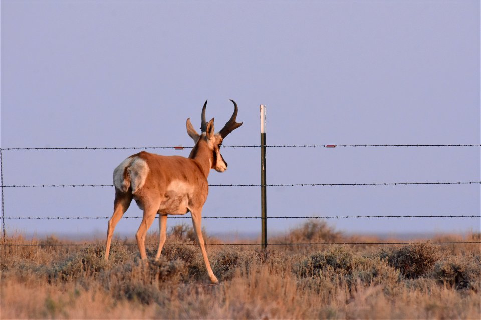 Pronghorn at Seedskadee National Wildlife Refuge