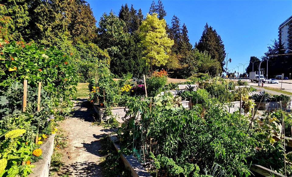 City Hall Community Garden photo