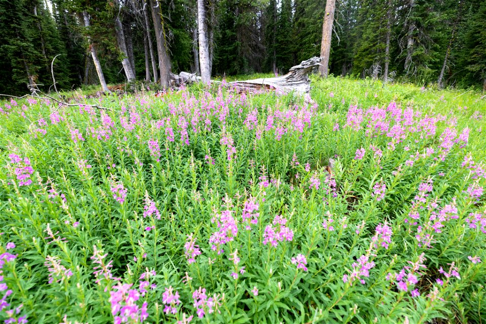 Fireweed patch in the mountains