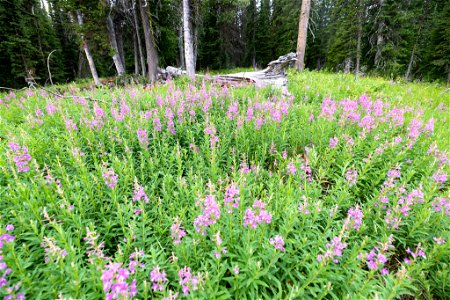 Fireweed patch in the mountains photo