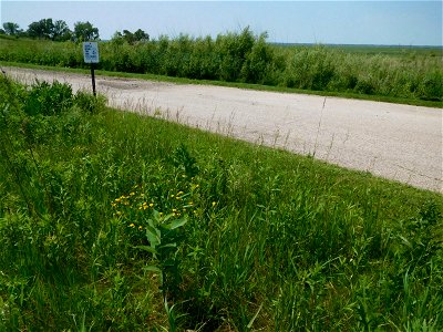 Roadside Milkweed at Horicon National Wildlife Refuge