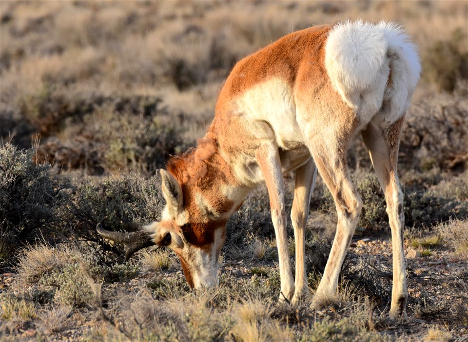 Pronghorn at Seedskadee National Wildlife Refuge