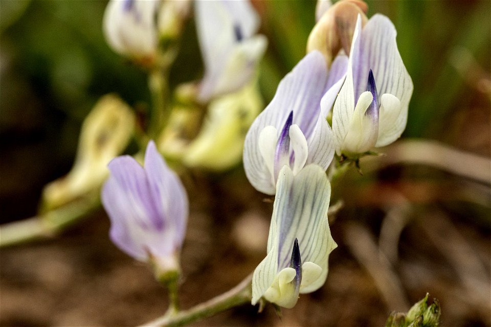 Astragalus miser