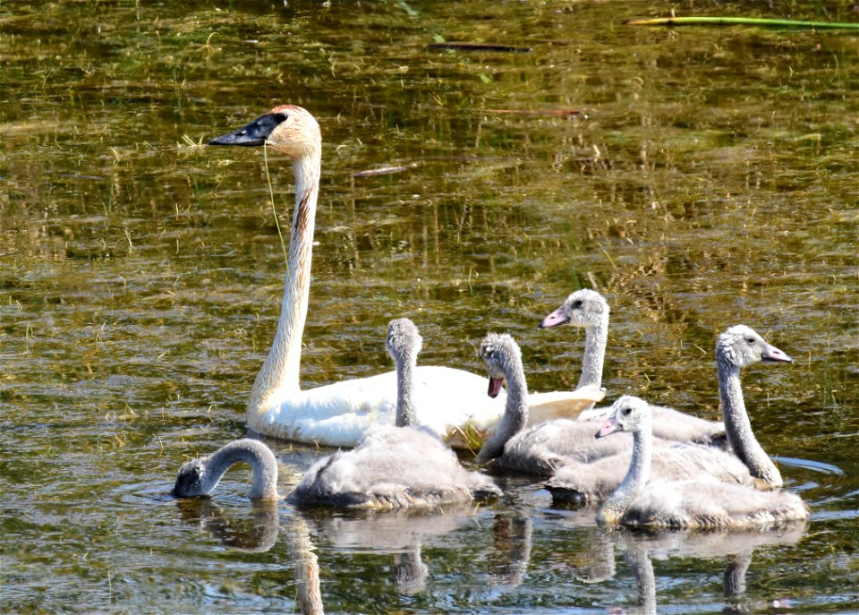 Trumpeter swan at Seedskadee National Wildlife Refuge