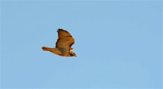 Red-tailed Hawk Flying photo