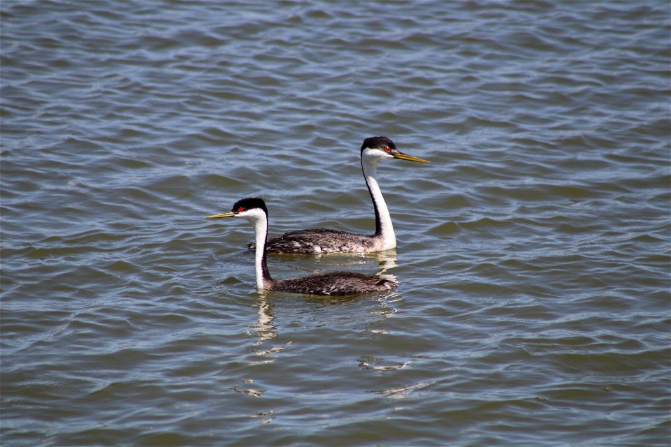 Western Grebe Lake Andes Wetland Management District South Dakota
