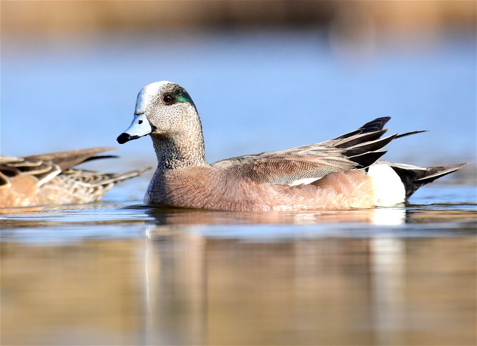 American wigeon at Seedskadee National Wildlife Refuge Wyoming
