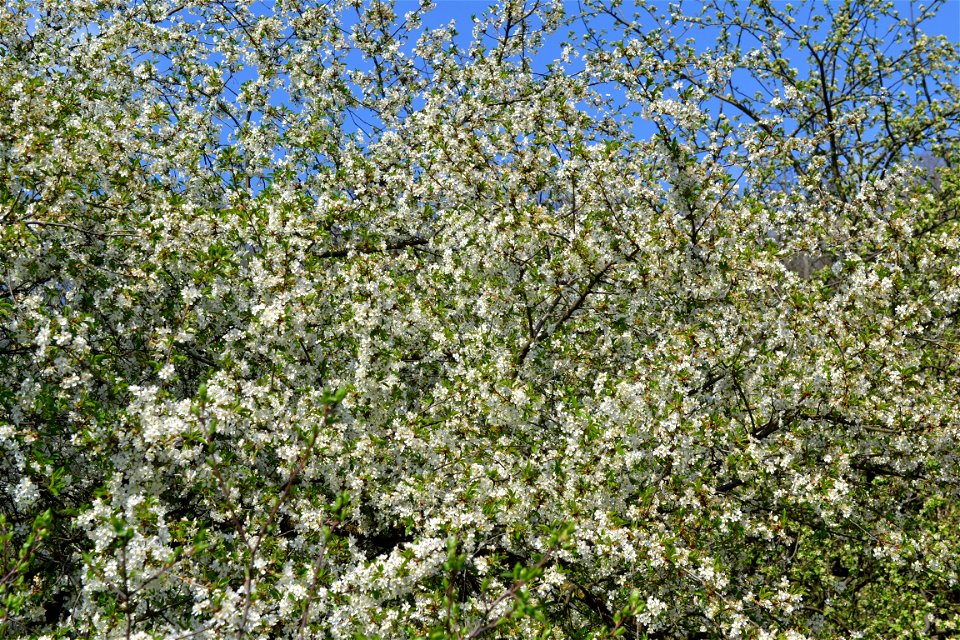 Spring ,April 2023
