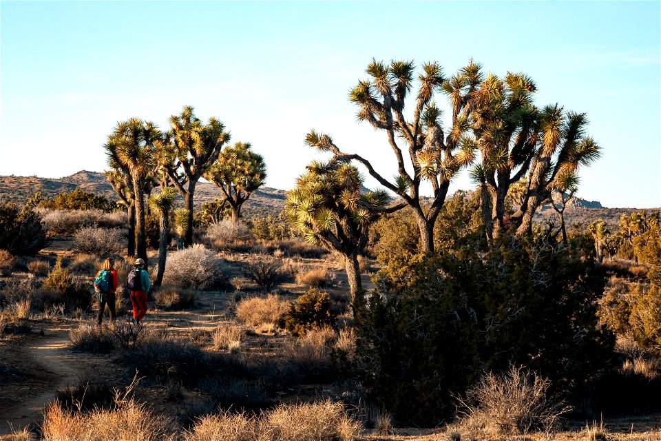 Hiking the Covington Crest trail