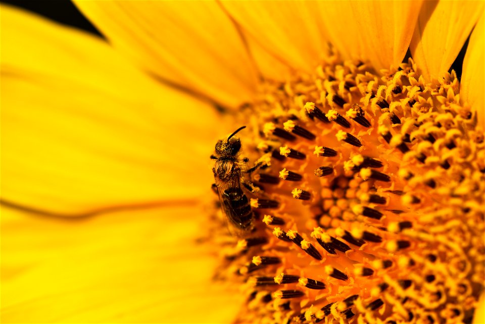Bee covered in pollen