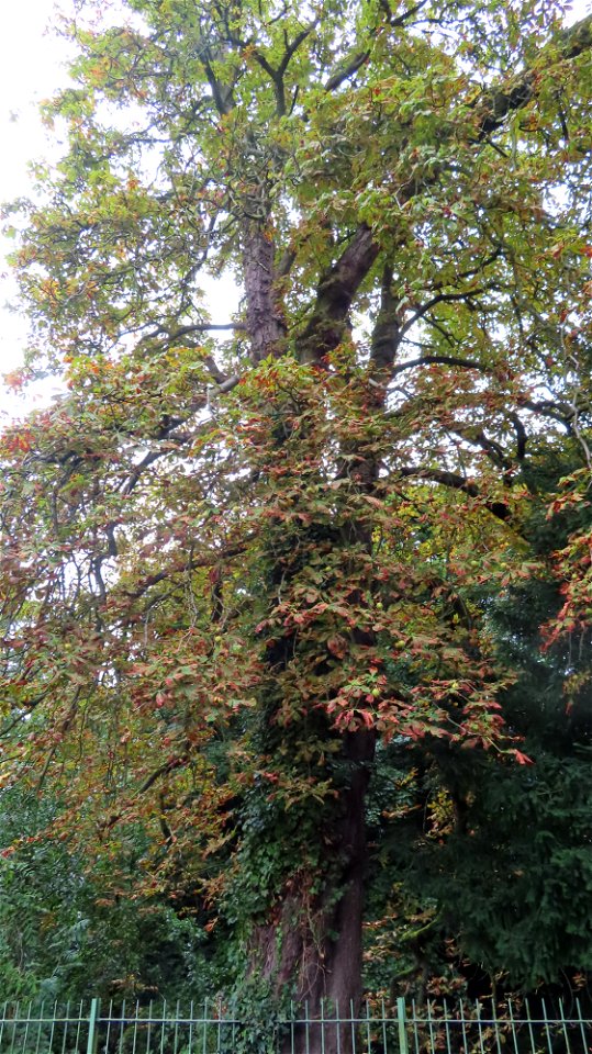 Autumnal Chestnut