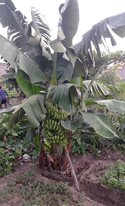 Banana tree garden photo
