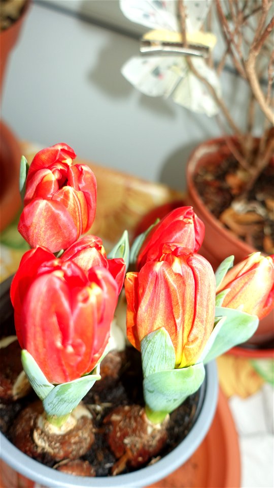 tulips_lalele-2023_0219_143706