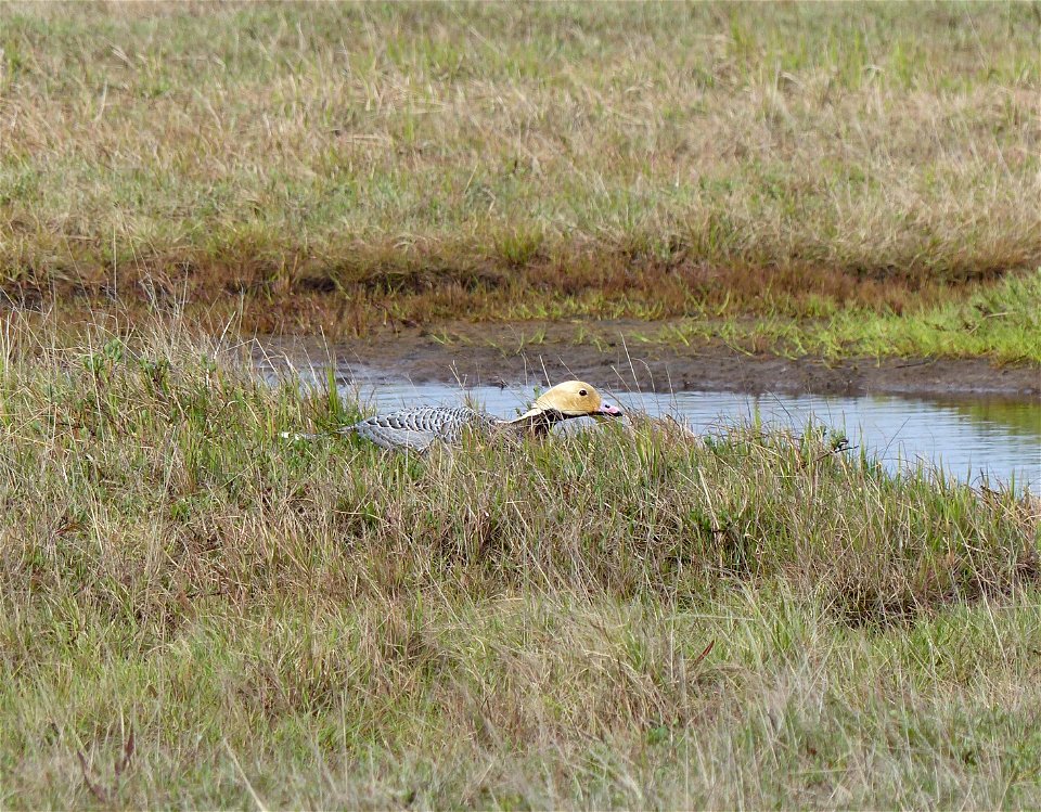 Emperor Goose nest